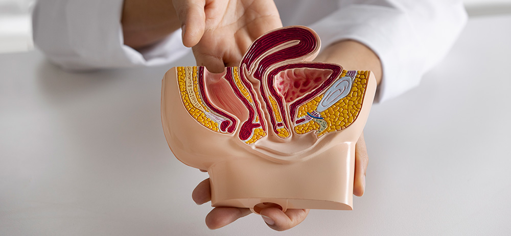 La Uroginecología, una especialidad para el suelo pélvico